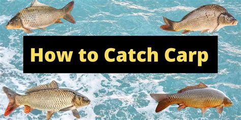 catch carp expert anglers guide