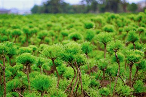 美しい松でお正月を。華道家が生み出した唯一無二の「根引松」 Gardenstory ガーデンストーリー