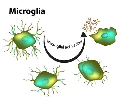 11 Activated Microglia Images Stock Photos 3D Objects Vectors