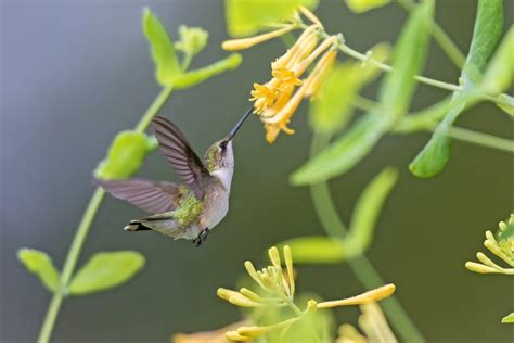 The Best Perennials to Grow for Hummingbirds - Birds and Blooms