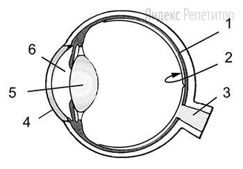 Устройство Глаза Фото — Фото