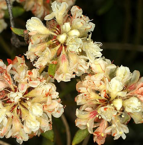 Vascular Plants Of The Gila Wilderness Eriogonum Jamesii