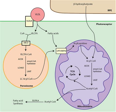 Fatty Acid Oxidation The Vldlr Very Low Density Lipoprotein Receptor