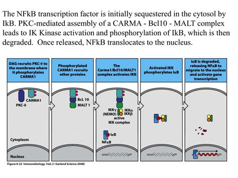 Ppt Lymphocyte Activation Receptor Signal Transduction David Straus