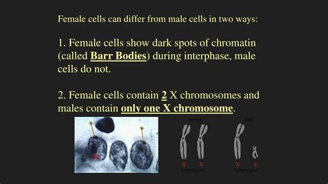 PPT Sex Chromosomes So Far What Do You Know About Sex Chromosomes PowerPoint Presentation