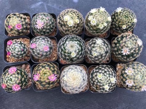 Пин от пользователя Omerdali на доске Sukulent ve kaktüs | Растения