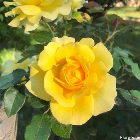 Yellow Roses Meaning, Symbolism and Varieties to Grow | Florgeous