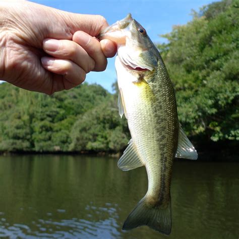 Free Images : perch, fish, vertebrate, milkfish, northern pike, sea ...