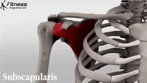 Effective Rotator Cuff Exercises For Stronger Shoulders