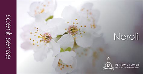 Neroli - a citrus essence - Perfume Power