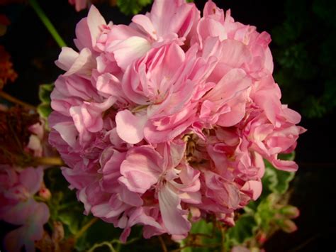 Raritäten Gärtnerei - Garten Jan - Zonal-Pelargonie - Pelargonium ...