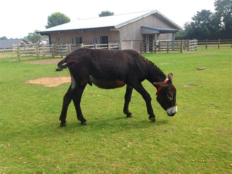 A visit to The Donkey Sanctuary in Devon | This is Caz