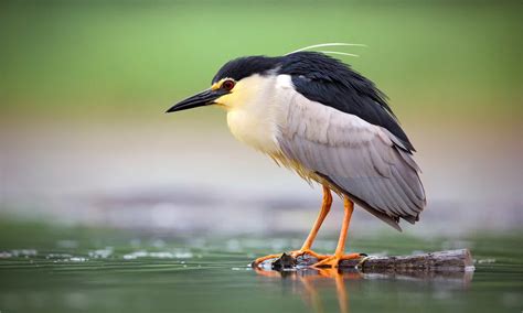 Black Crowned Night Heron Baby