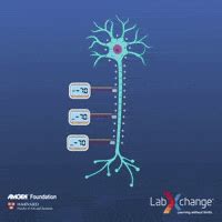 action potential graph gif