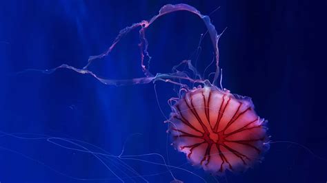 100 Deep Sea Wallpapers