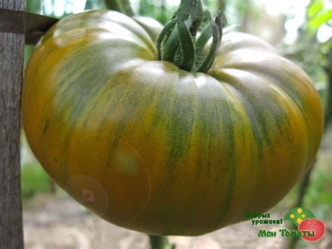 Обзор новых сортов томата 2016 года - Мои Томаты