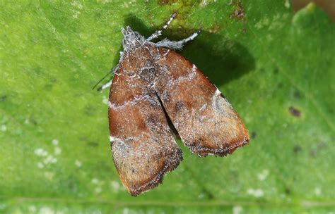 Choreutis Nemorana European L Pidopt Res