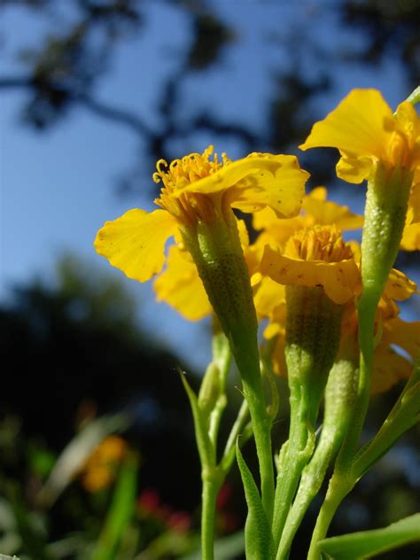 Anisillo Flora Del Bosque Mes Filo De Monta A Y Vegetaci N Adyacente