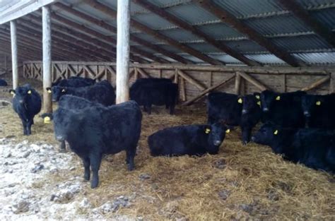 Абердин ангус скотина на продажу — Agro-Azerbaijan