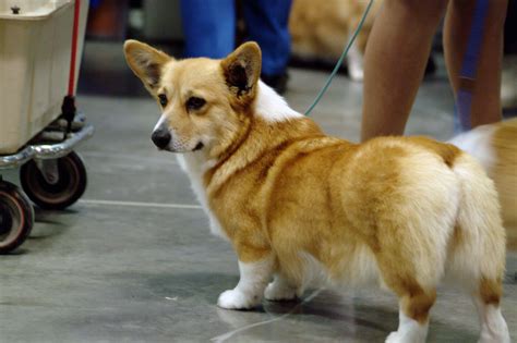 Pembroke Welsh Corgi Dog Breed » Info, Pics, & More