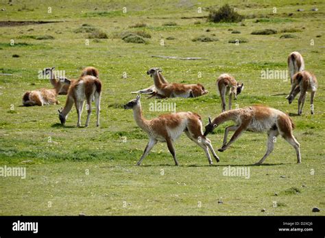 Male guanacos patagonia hi-res stock photography and images - Alamy