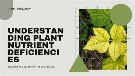 Identifying Nutrient Deficiencies In Plants Vermi Organics