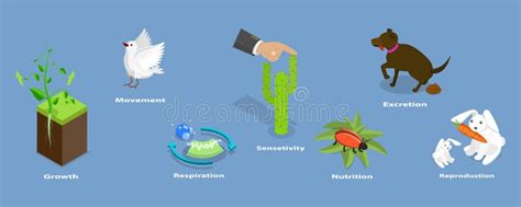 living  diagram stock illustrations  living  diagram