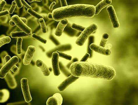 Good Bacteria Healthy Pregnancy