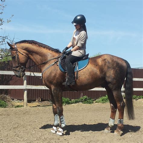 Галерея | Конный клуб Альманах — Конный клуб Альманах