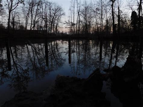 Premium Photo Scenic Reflection Of Bare Trees In Lake