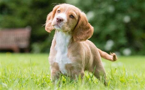 English Cocker Spaniels Dogs Breed Facts And Information