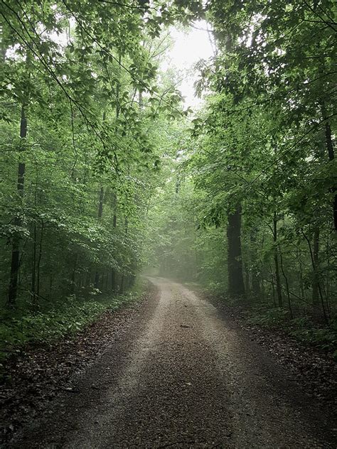 Foggy Path Photograph By Shelby Jae Napier Fine Art America