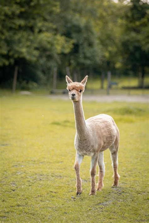Shaved Llamas Neck · Free Stock Photo