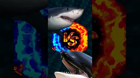 GREAT WHITE vs ORCA #greatwhite #shark #vs #orca - YouTube