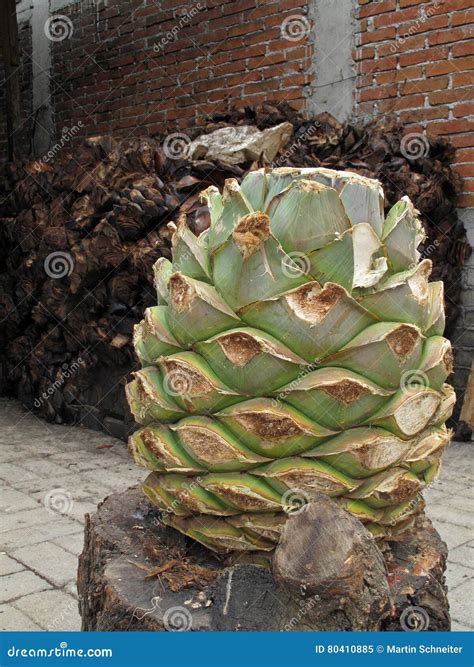 Maguey Plant To Produce Mezcal, Mexico Stock Image - Image of