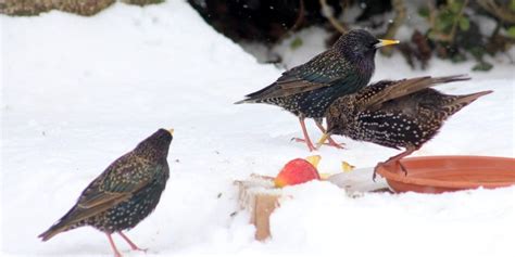 Snowbirds: A Guide to Seasonal Migration