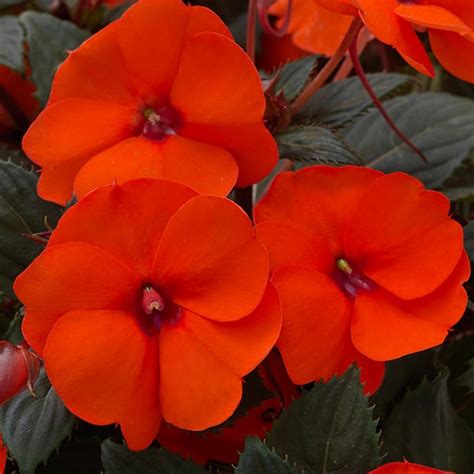 Sunpatiens Compact Hot Coral Impatiens Beaver Bark Gift Garden