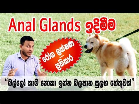බලලනග Anal Glands ඉදමමට පරතකර YouTube