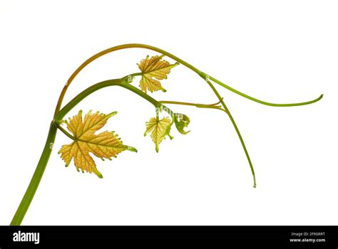 Grape Vine Vitis Vinifera With Tendrils Wine Stock Photo Alamy