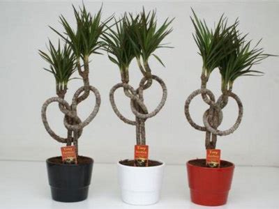 Дерево счастья — драцена: уход и выращивание в домашних условиях