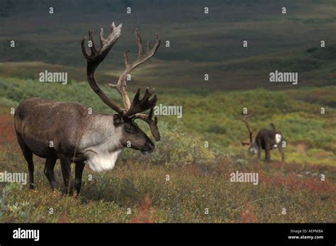 caribou Rangifer tarandus in Denali National Park Alaska Stock Photo