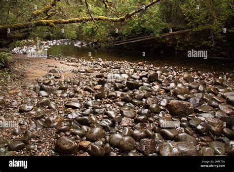 Pebbles At Franklin River In Tasmaniaaustralia Stock Photo Alamy