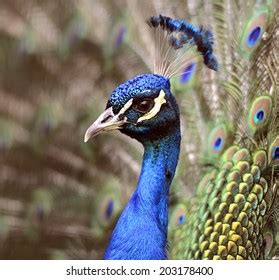 Portrait Beautiful Peacock Feathers Out Stock Photo 203178400