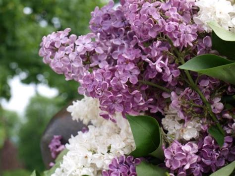 Сиреневый туман в Киеве | ИСРАГЕО