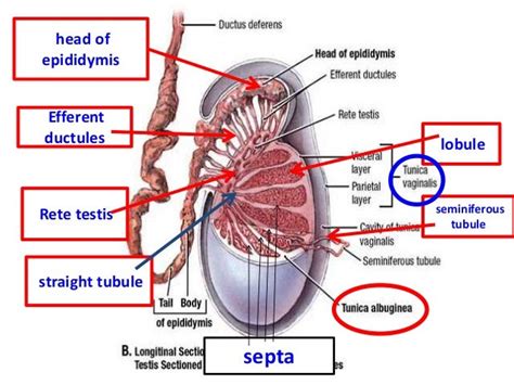 Histology of testes & epididymis 