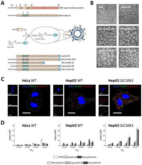 Figures And Data In Optimization By Design Of Hepatotropic Lipid