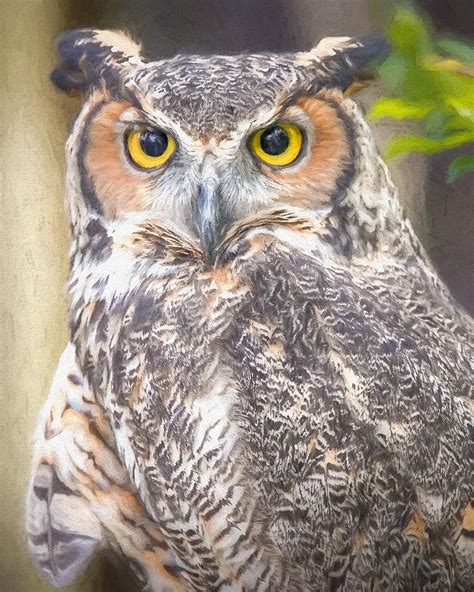 Great Horned Owl Photograph By Susan Rydberg Fine Art America