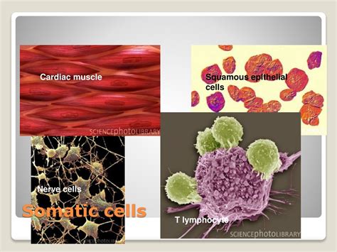 exploring stem cells types research  therapeutic potential