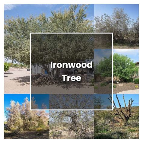 How To Grow Ironwood Tree Plant Care And Tips Norwichgardener
