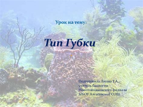 Тип Губки - презентация онлайн